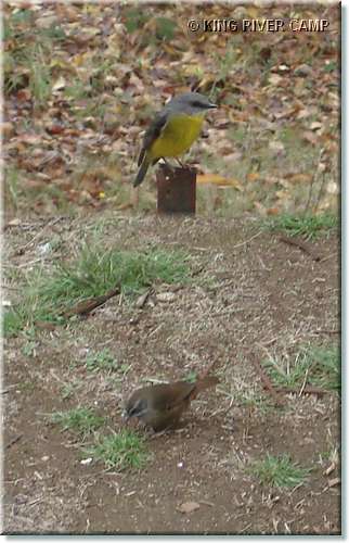 birds_Cheshunt_0406.jpg