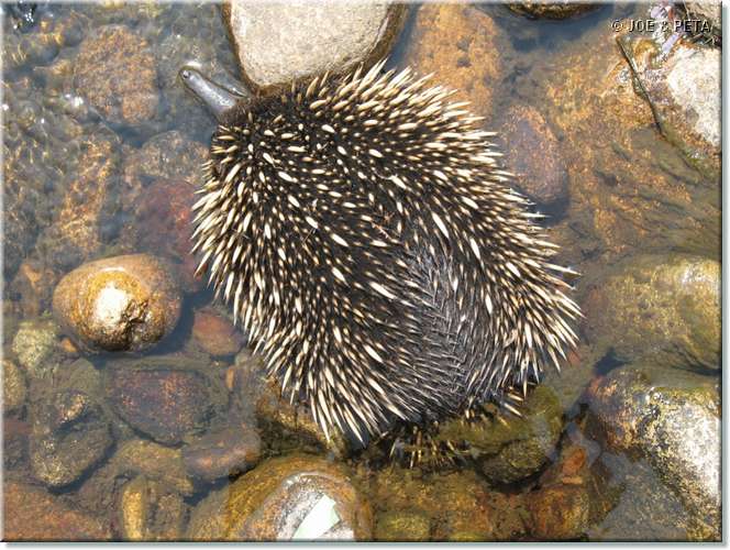 swimming_echidna.jpg